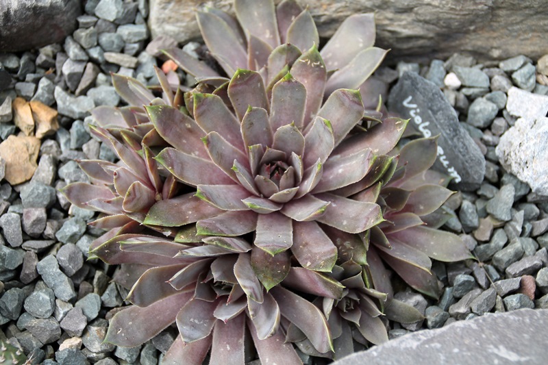 Violaceum