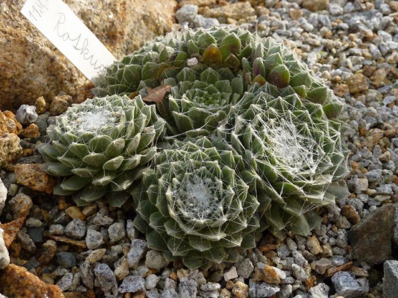 Rotkugel