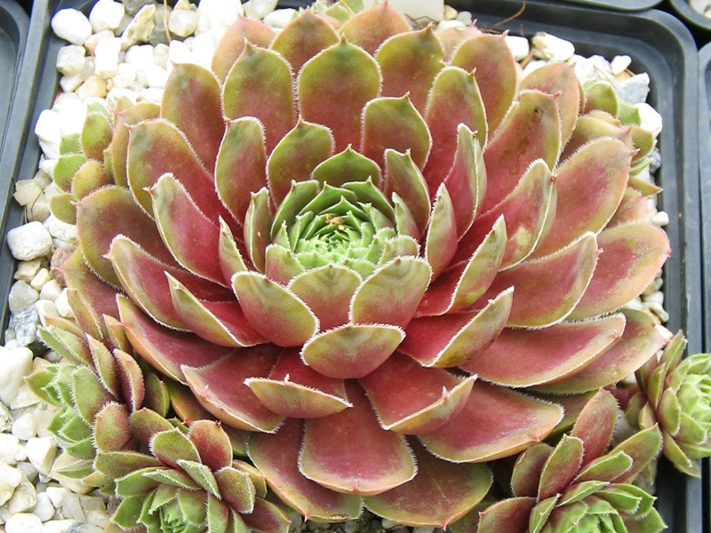 Viti