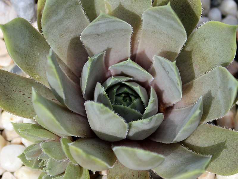 Violaceum