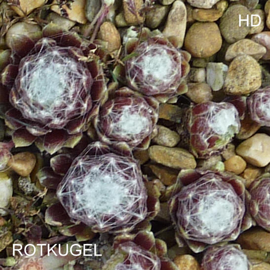 Rotkugel
