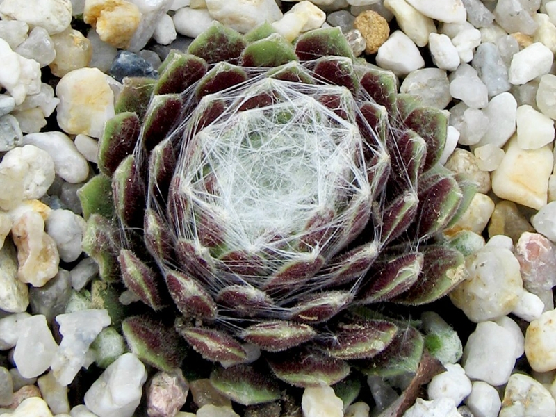 Rotkugel