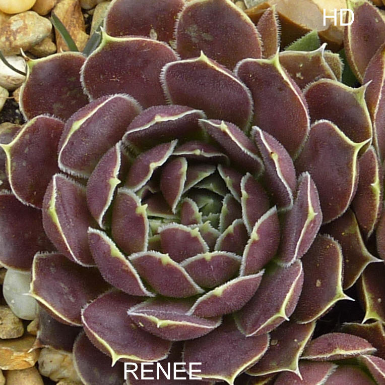 Renee / Jovi