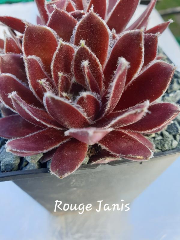 Rouge Janis