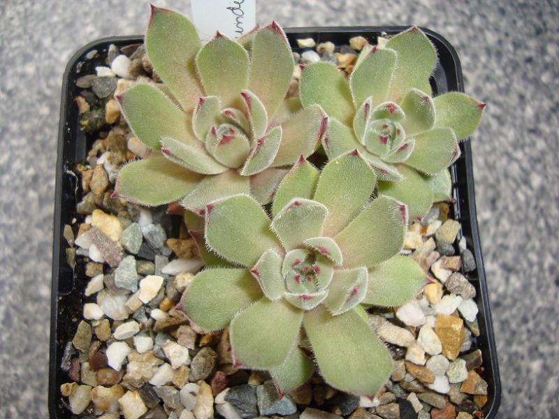 Woolcott's Rubicundum