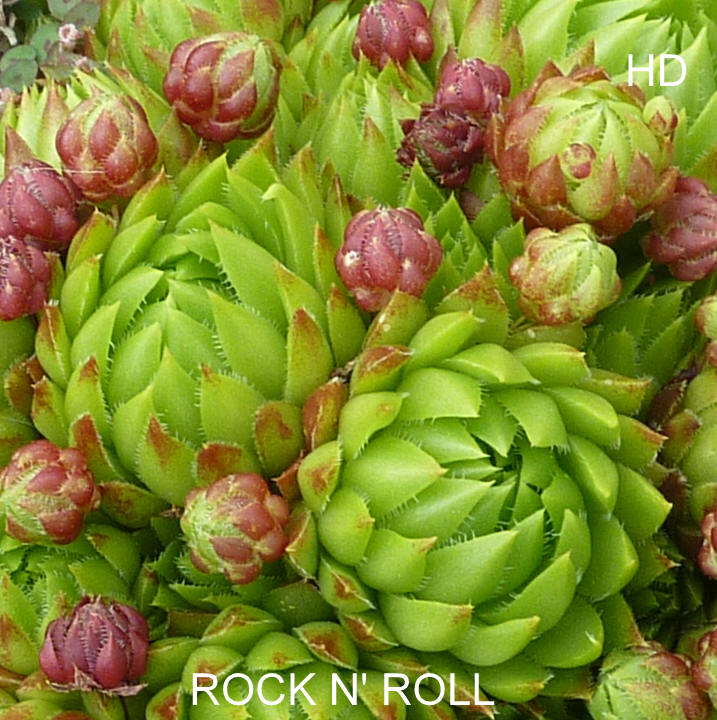 Rock'n Roll / Jovi