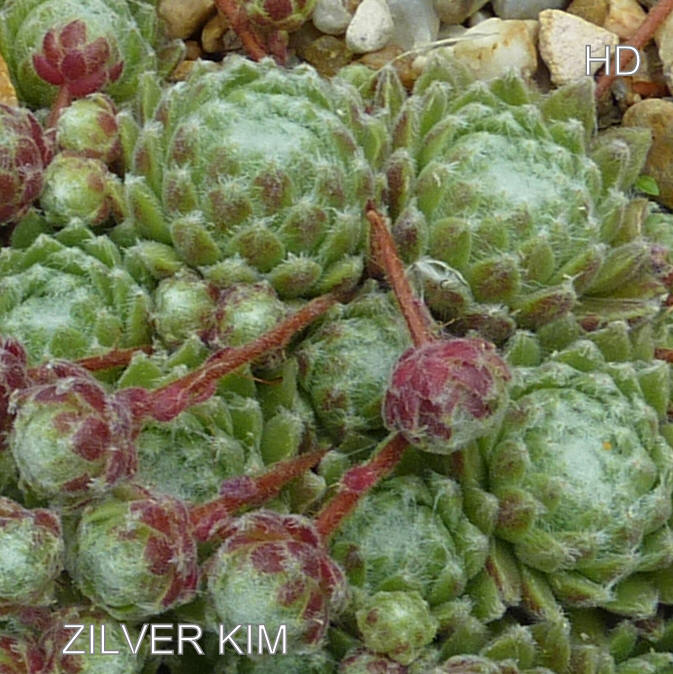 Zilver Kim