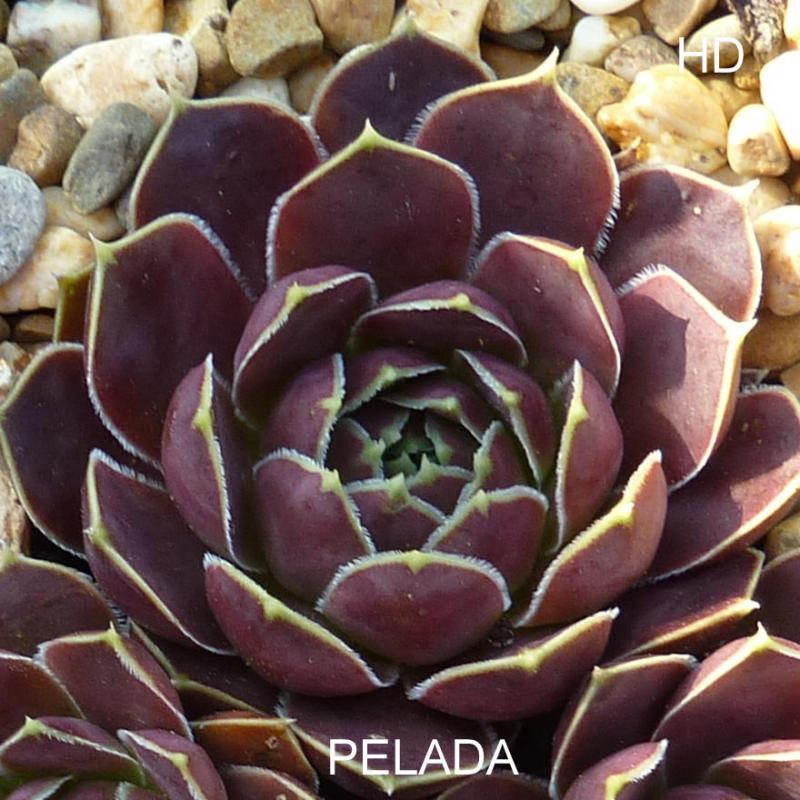Pelada / Jovi