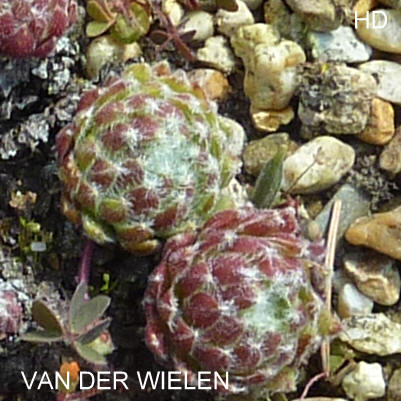 Van der Wielen