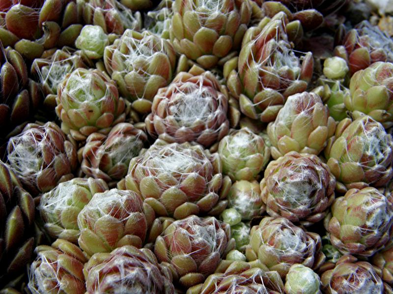 Red Web