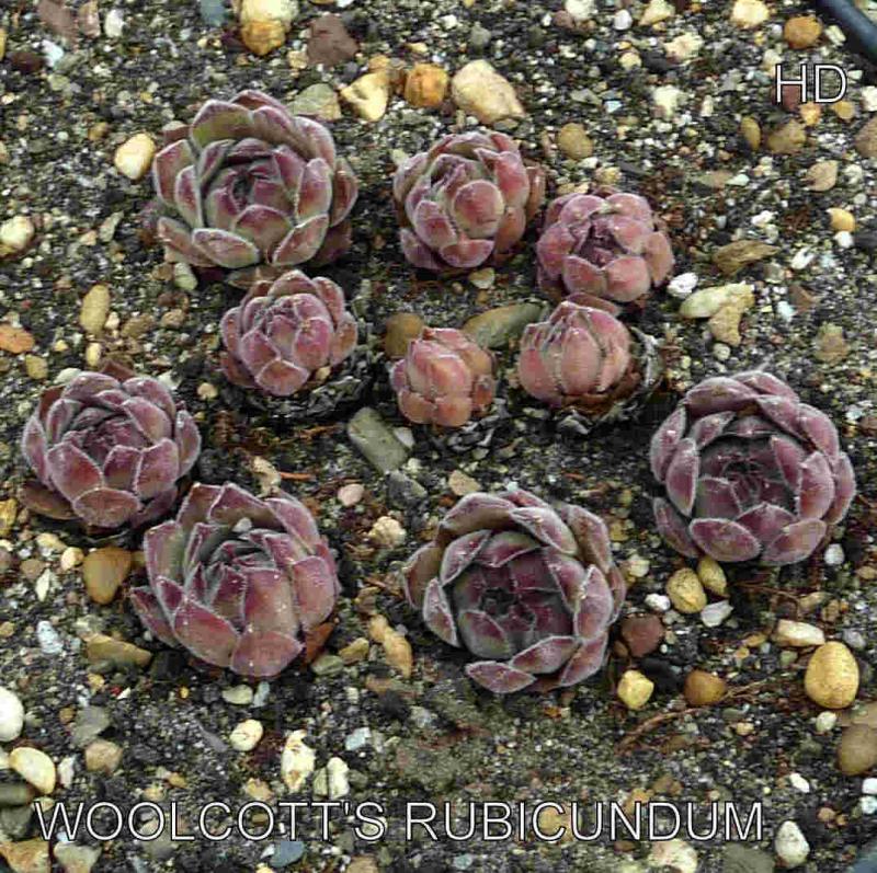 Woolcott's Rubicundum