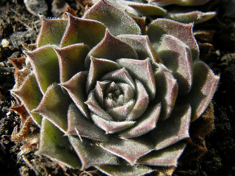 Woolcott's Rubicundum