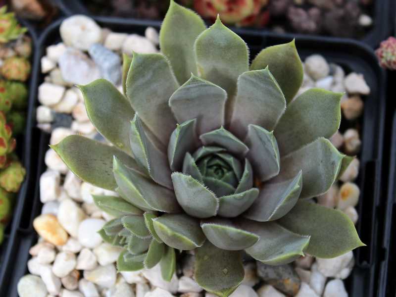 Violaceum