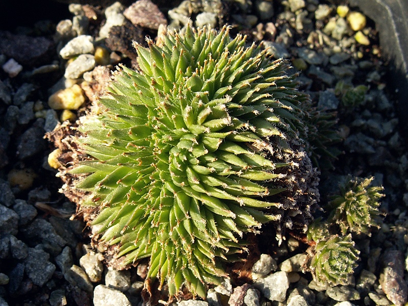 Pfälzer Igel