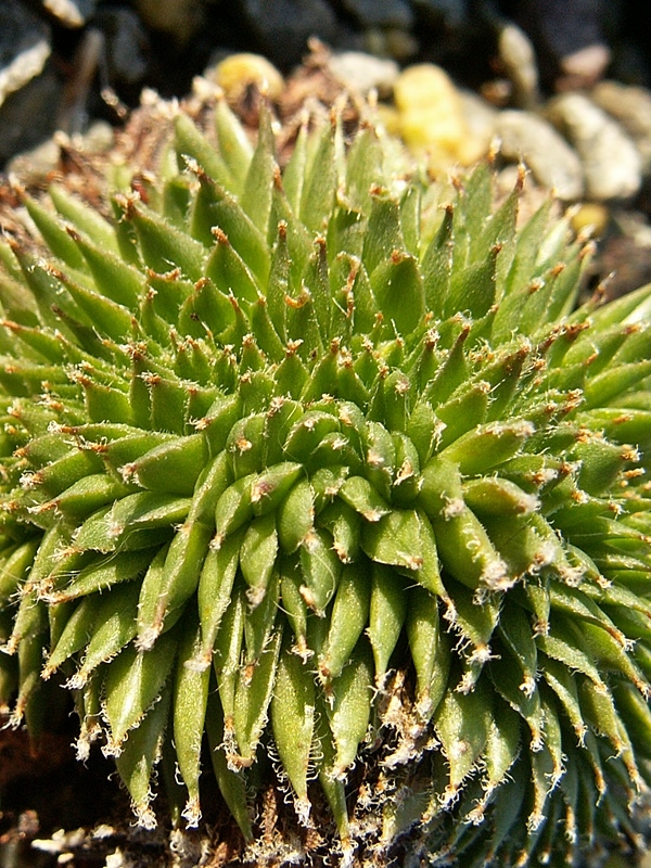 Pfälzer Igel