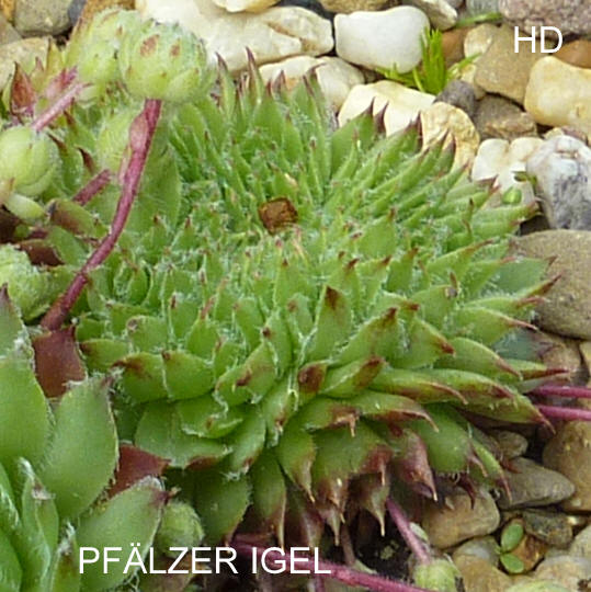 Pfälzer Igel