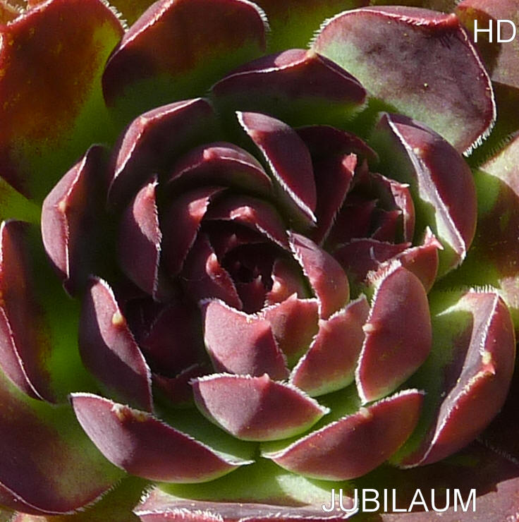Pfälzer Jubiläum / Jovi