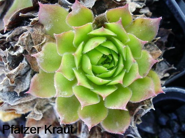Pfälzer Kraut
