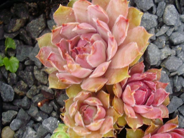 Pfälzer Lilac
