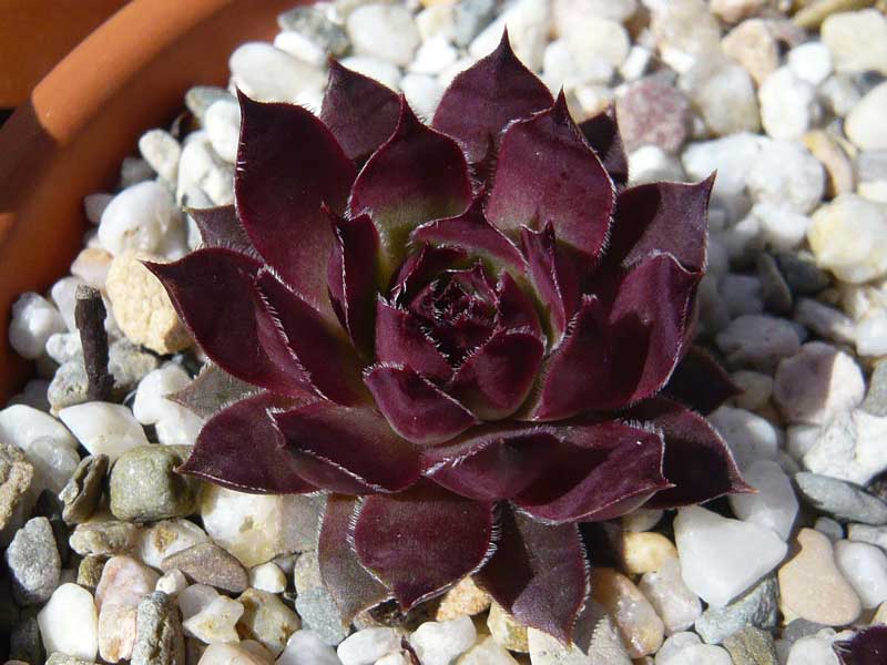 Pfälzer Lilac