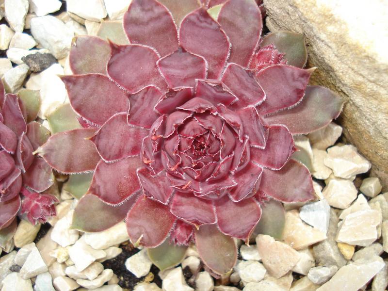 Pfälzer Lilac