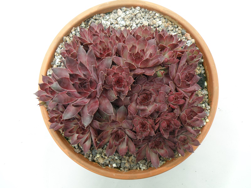 Pfälzer Lilac