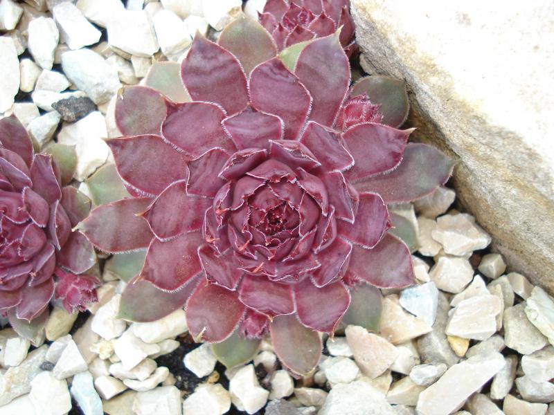 Pfälzer Lilac