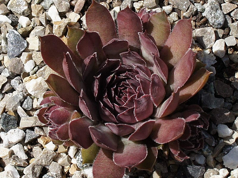Pfälzer Lilac