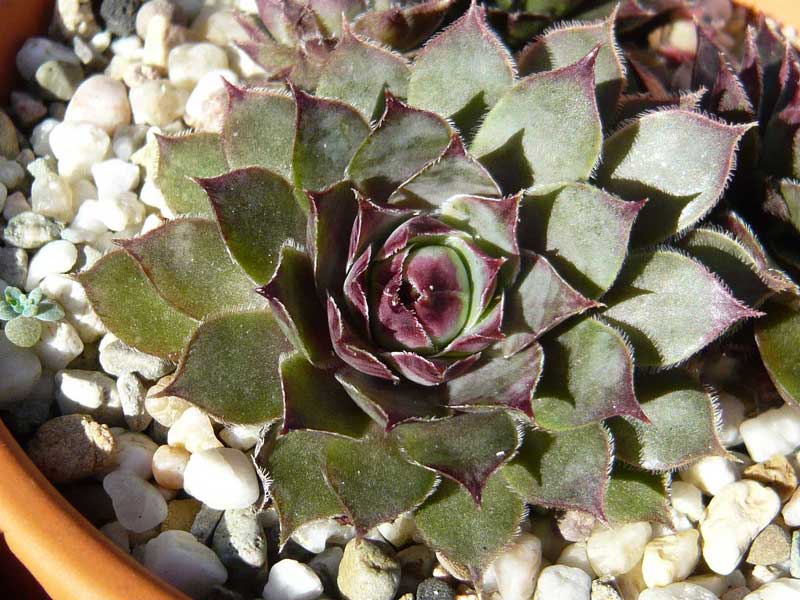 Pfälzer Lilac