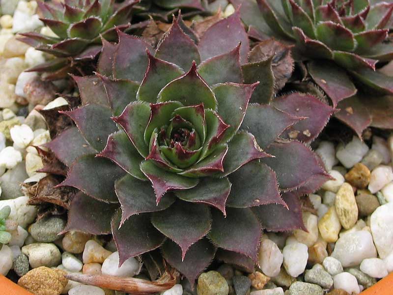 Pfälzer Lilac