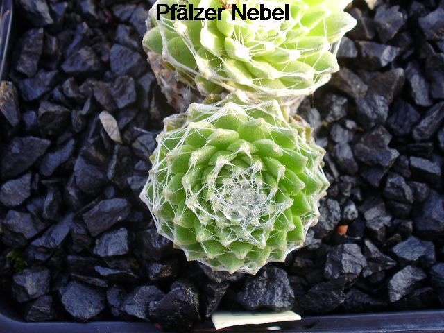 Pfälzer Nebel