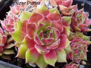 Pfälzer Puffer