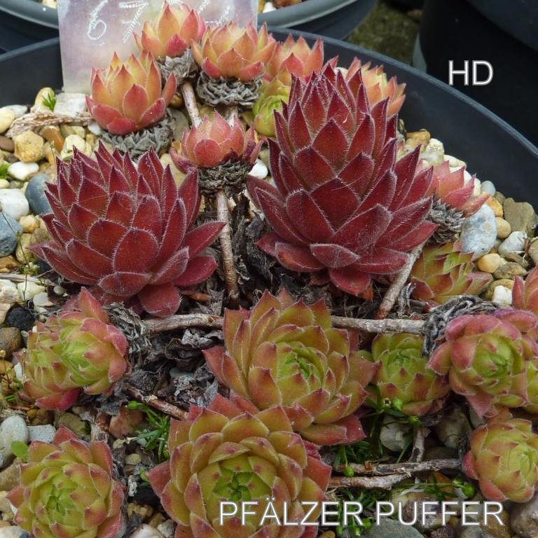 Pfälzer Puffer