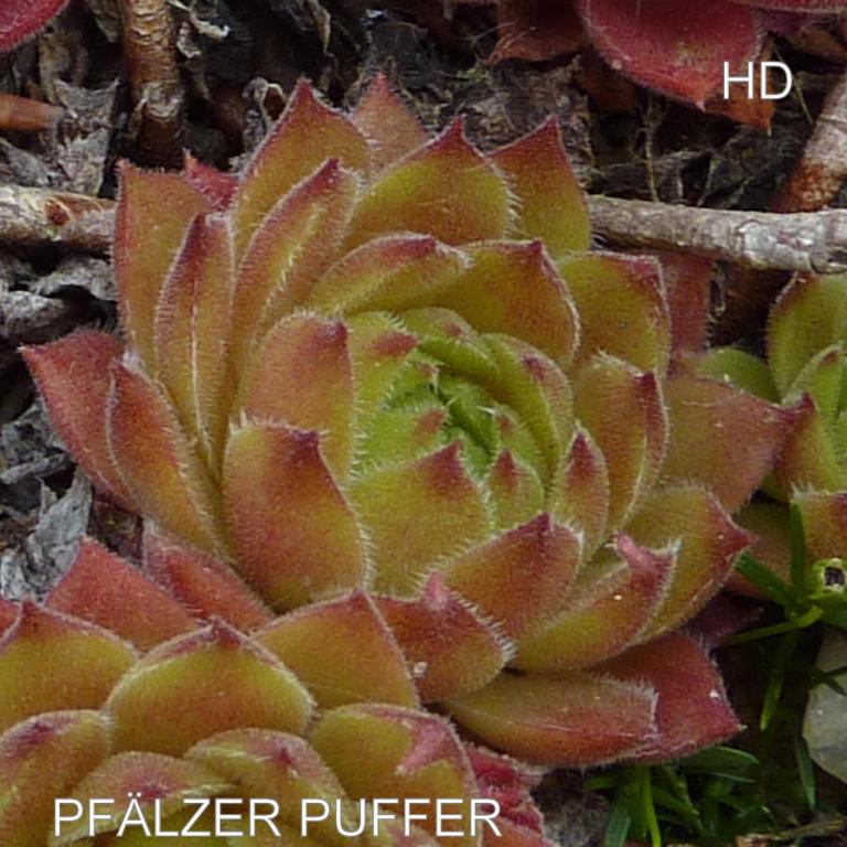 Pfälzer Puffer