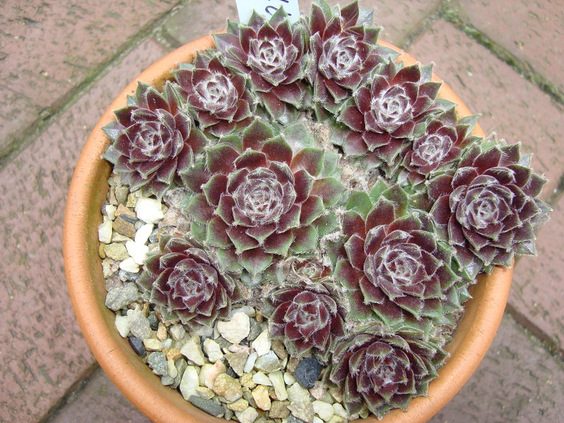 Phyllis