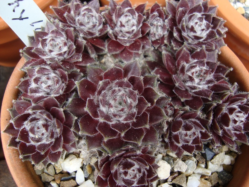 Phyllis