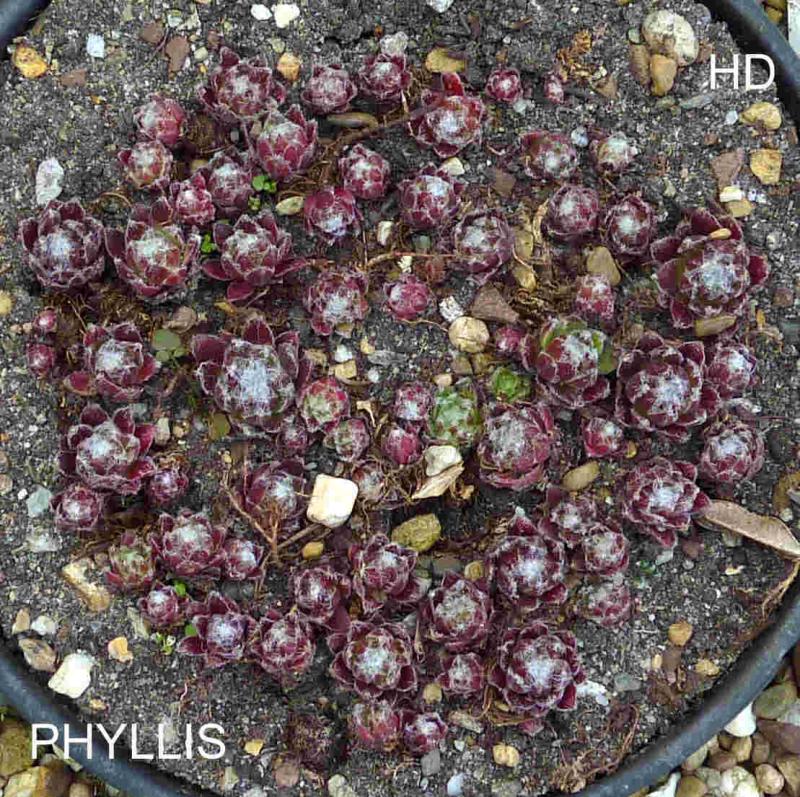 Phyllis