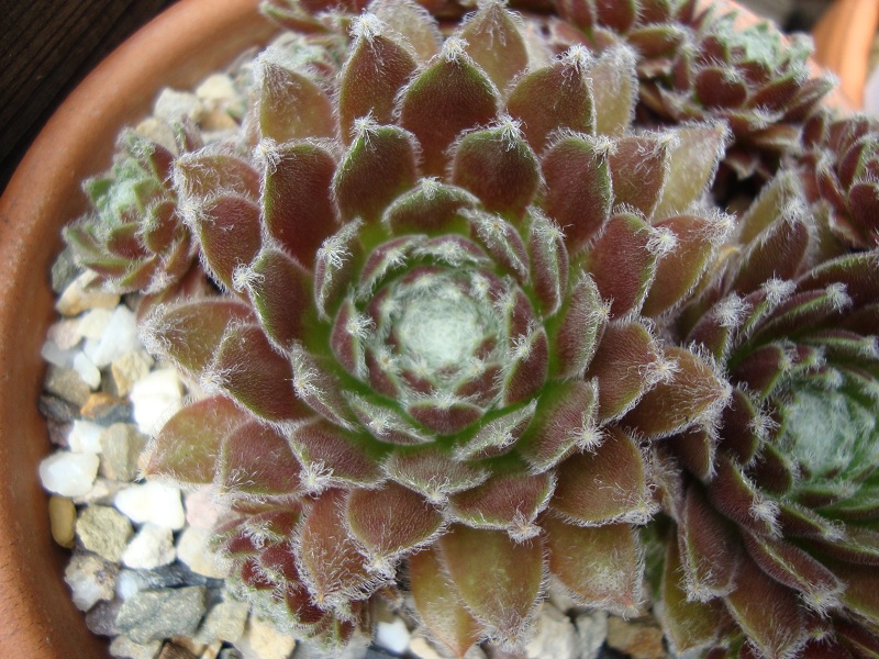Phyllis