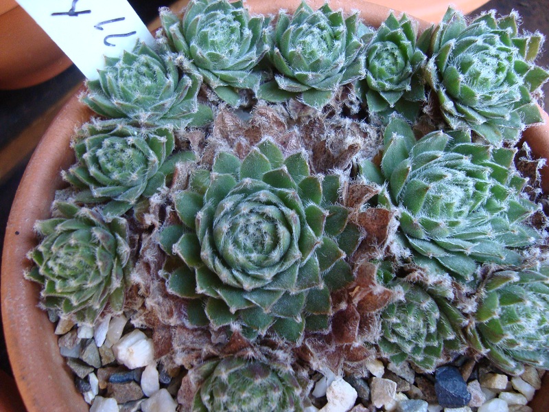 Phyllis