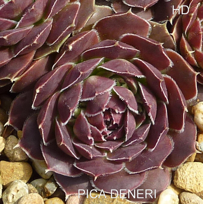 Pica Deneri / Jovi
