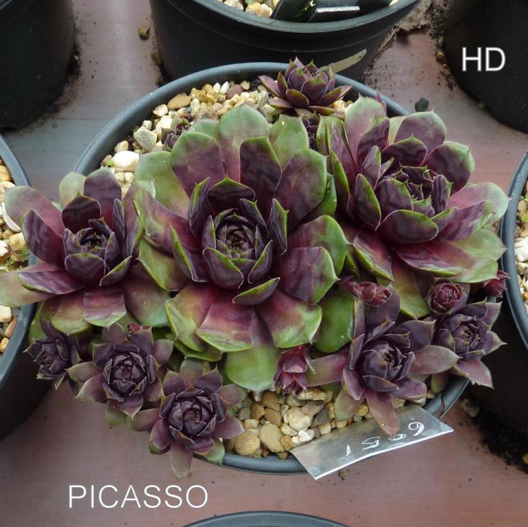 Picasso