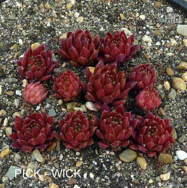 Pick-Wick