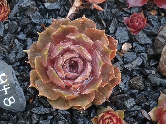 Pilti