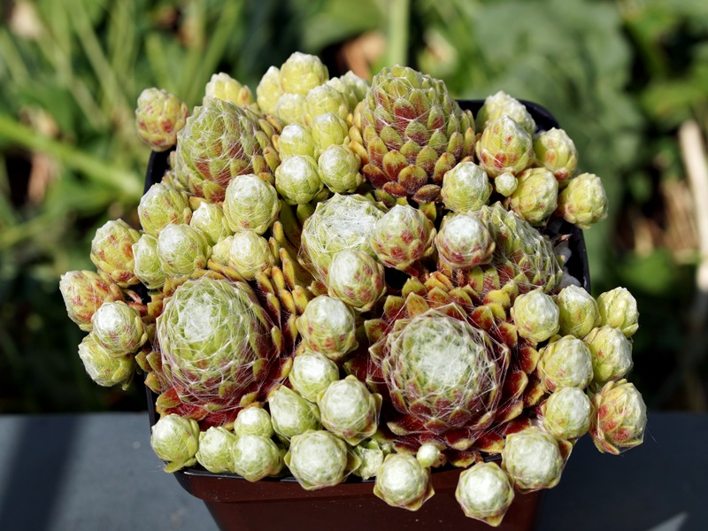 Pin Cushion