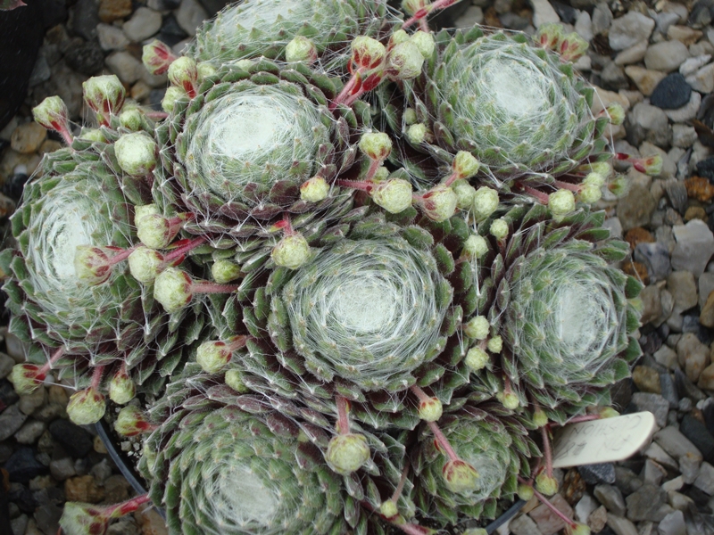 Pin Cushion