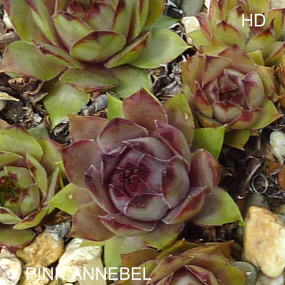 Pink Annebel