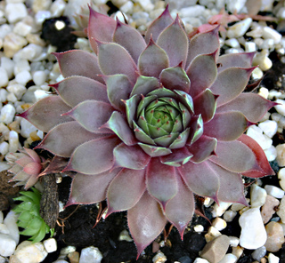 Pink Astrid