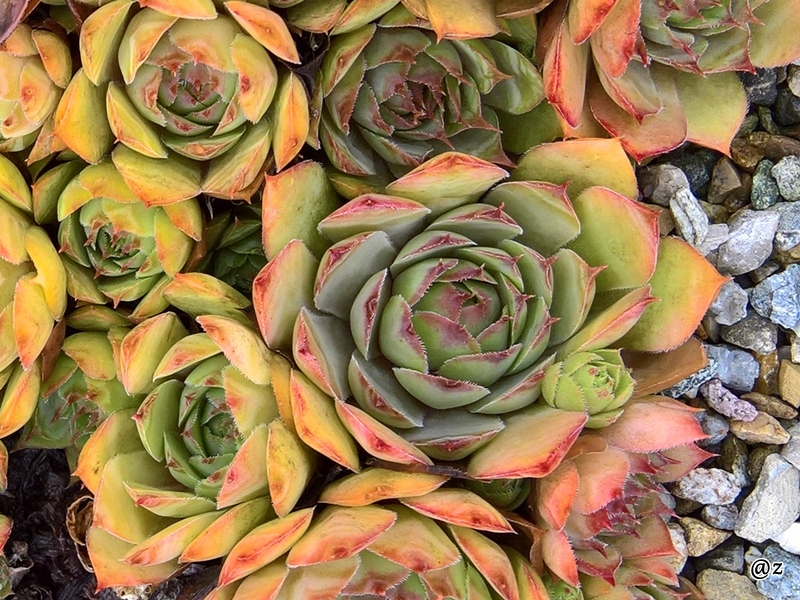 Pink Beauty