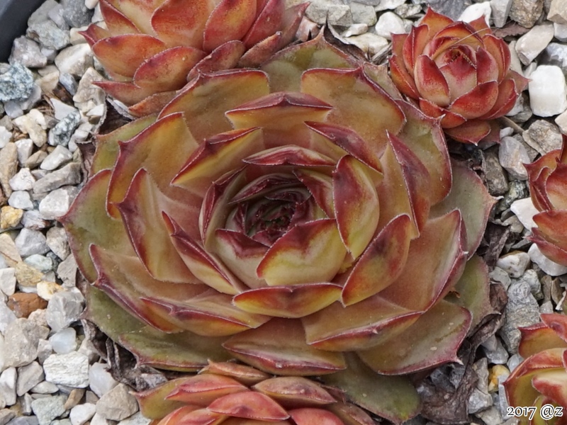 Pink Beauty