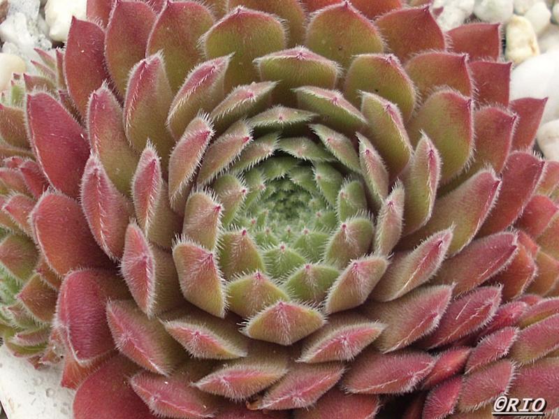 Pink Button